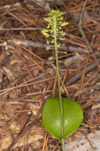 Malaxis unifolia #14